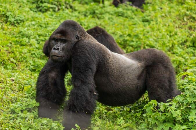 Akagera National Park